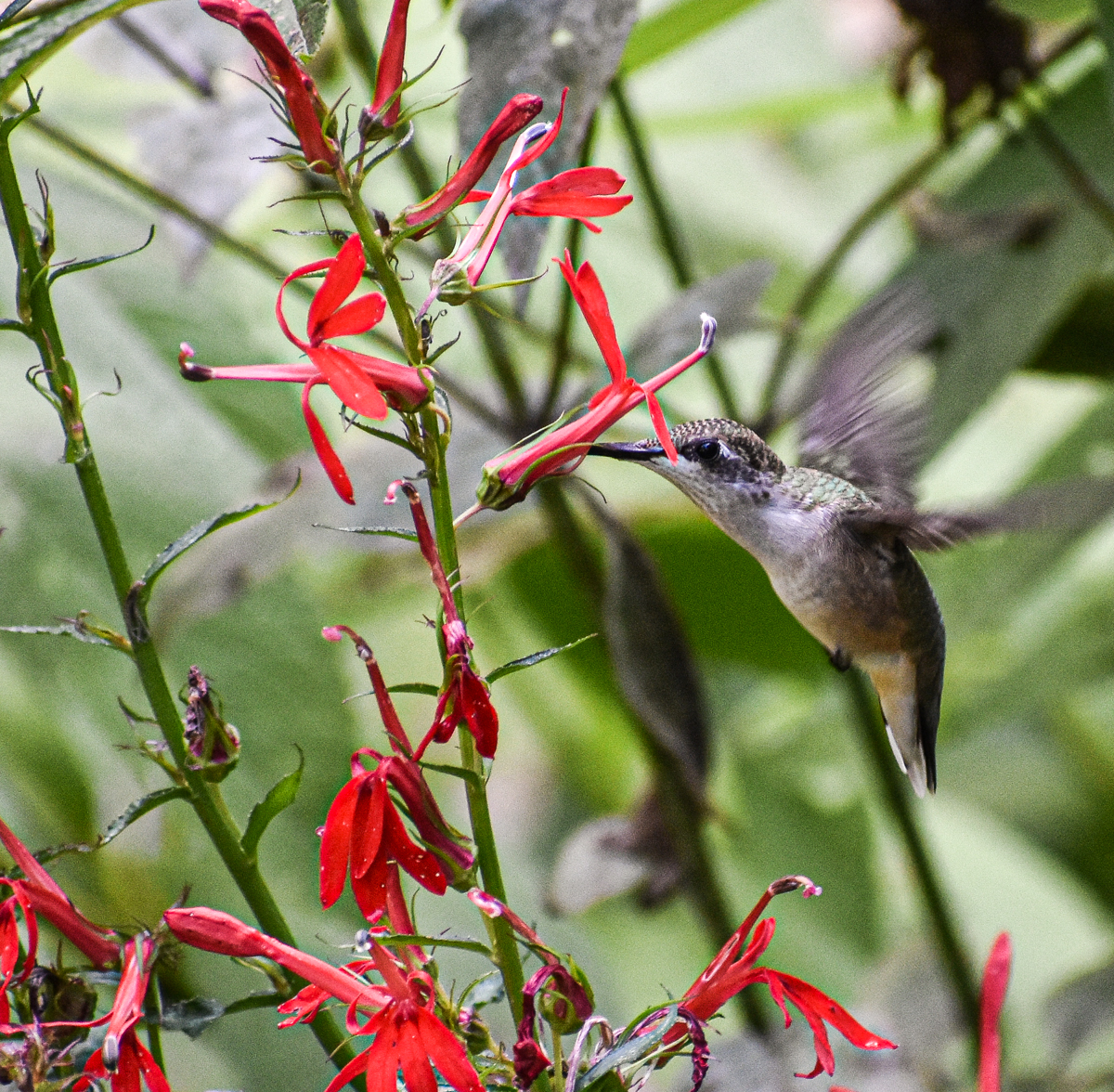 Exploring Birds Rubythroated Hummingbird Fact Profile